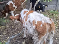 牛只（批次，未指定性别）, Cattle — 照片 5