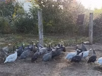 Guinea fowl — 7 зураг