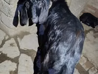 मेढ़ा, South meat sheep — फ़ोटो 3
