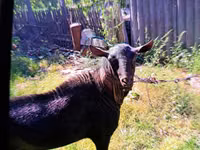 Billy Goat, Goats — photo 2