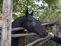 Mare, Nonius horse — photo 1