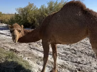 Эм тэмээ, Kazakh Bactrian camel — 2 зураг