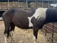 公马, Horses — 照片 3