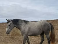 Caballo, Caballos — foto 1