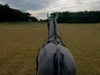Адуу, Lipizzaner — 2 зураг