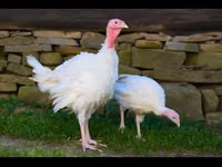 Turkeys — Foto 1