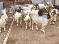 Коза, Дамасская коза — фото 1