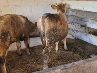 Үнээ, Simmental cattle — 2 зураг