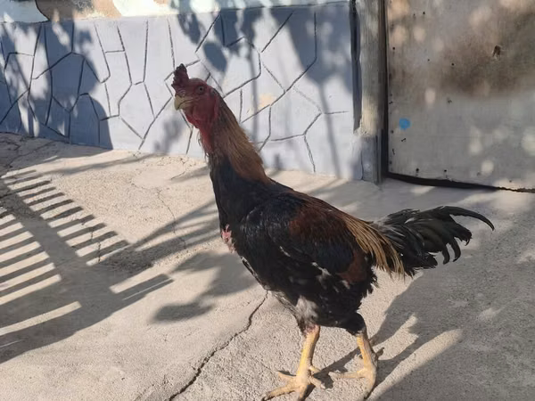 शामो चिकन्स