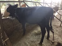 公牛, Cattle — 照片 3