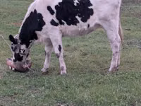 Cow, Russian Black pied cattle — photo 2