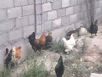 Chickens — photo 7
