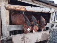 خيول (دفعة، الجنس غير محدد), Horse breed — الصورة 1