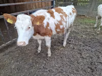 母牛, Simmental cattle — 照片 6
