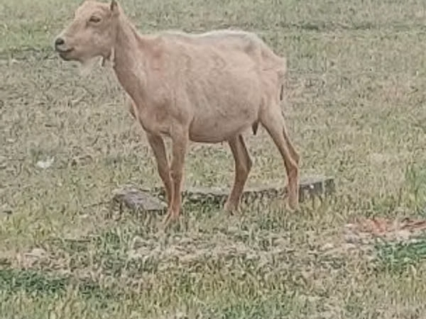 Ямааны ухна, Alpine goat