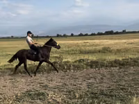 Адуу, French Trotter — 3 зураг