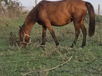 घोड़ी, Azerbaijan horse — फ़ोटो 8