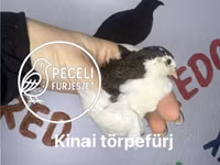 Quails — 照片 6
