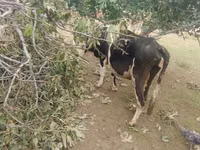 بقرة, Simmental cattle — الصورة 6