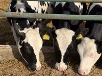 Kuh, Russian Black pied cattle — Foto 1