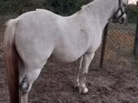 Yegua, Falabella — foto 2