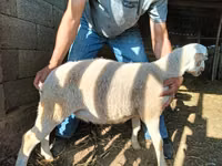 मेढ़ा, Dorper sheep — फ़ोटो 7