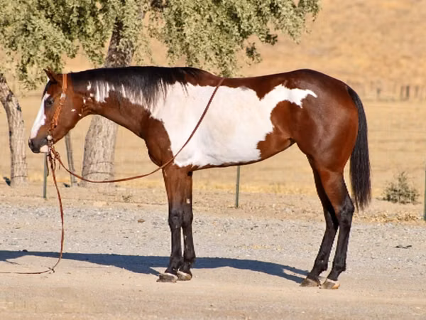 घोड़ी, National Show Horse