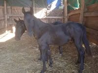 Caballo, Nonius horse — foto 3