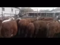 公牛, Cattle — 照片 1