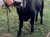 Bulle, Aberdeen-Angus — Foto 1