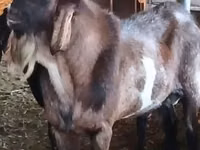 Ямааны ухна, Nubian Goat — 3 зураг