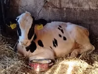 Bulle, Limousin-Kuh — Foto 4