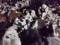 Cattle (batch, sex not specified), Russian Black pied cattle — photo 3