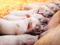 Premixuri pentru animale şi păsări / Премиксы для птиц и животных — 照片 3