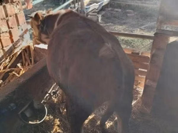 公牛, Simmental cattle