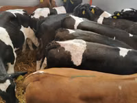 Cattle (batch, sex not specified), Simmental cattle — photo 8