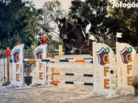 Адуу, Belgian warmblood horse — 1 зураг