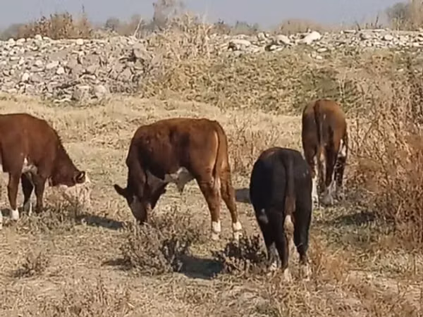 ثور, هيرفورد