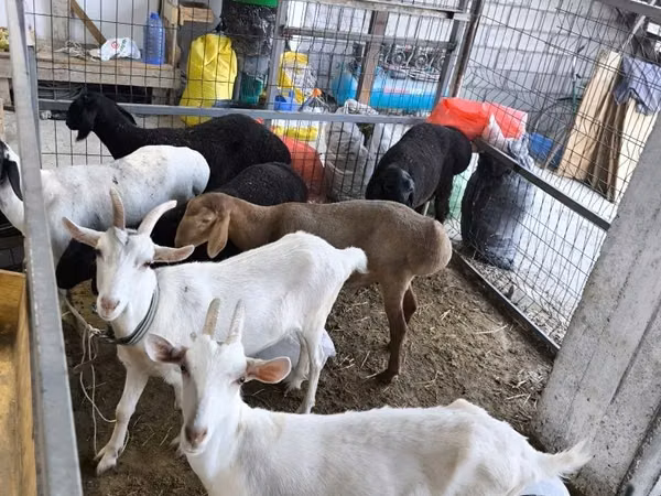 عنزة, Saanen goat