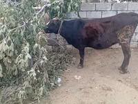 母牛, Cattle — 照片 3