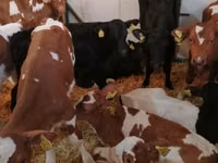 Bovinos (lote, sexo no especificado), Simmental cattle — foto 4