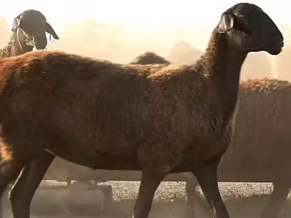 Хонь, Edilbay sheep