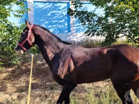 Horses (batch, sex not specified), Hanoverian — photo 2