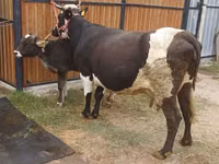 母牛, Alatau breed — 照片 4