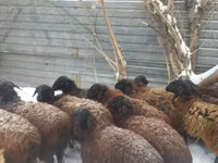 Carnero, Gorkov sheep — foto 2