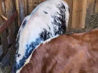 मवेशी (लॉट, लिंग निर्दिष्ट नहीं), Simmental cattle — फ़ोटो 8