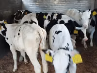 Bovinos (lote, sexo no especificado), Russian Black pied cattle — foto 6