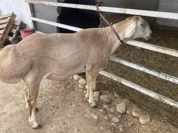 كبش, Rhon sheep