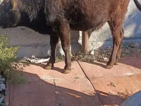 सांड, Simmental cattle — फ़ोटो 3