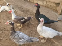 Ducks — फ़ोटो 5
